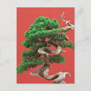 Cartão Postal Juniper bonsai