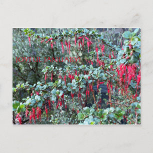 CARTÃO POSTAL JUSTO JANEIRO!