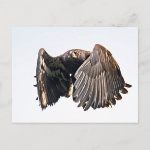 Cartão Postal Juvenil Bald Eagle em Voo