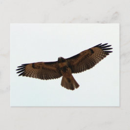 Cartão Postal Juvenil Falcão-De-Mala-Vermelha