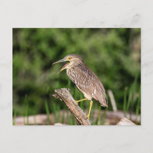 Cartão Postal Juvenile Black Crowned Night Heron (Frente)