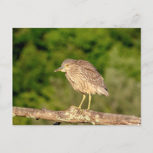 Cartão Postal Juvenile Black Crowned Night Heron (Frente)