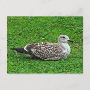 Cartão Postal Juvenile Herring Gull