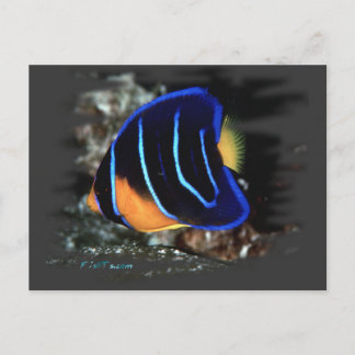 Cartão Postal Juvenile Queen Angelfish