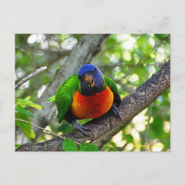 Cartão Postal Juvenile Rainbow Lorikeet