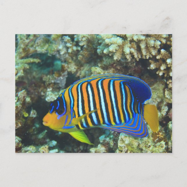 Cartão Postal Juvenile Regal Angelfish Pygoplites (Frente)