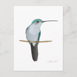 Cartão Postal Juvenile Ruby-throated Hummingbird