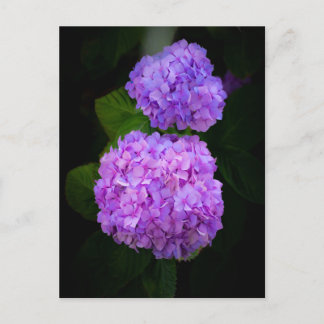 Cartão Postal Kaart met een foto van mooie paars rose hortensia