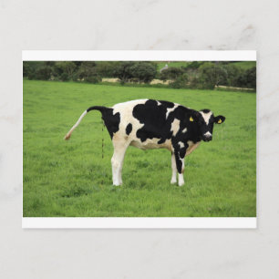 Cartão Postal kackende Kuh