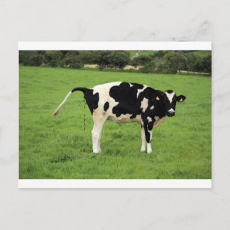 Cartão Postal kackende Kuh