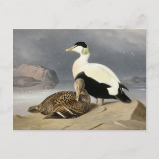 Cartão Postal Kaksi Haahkaa por Ferdinand von Wright