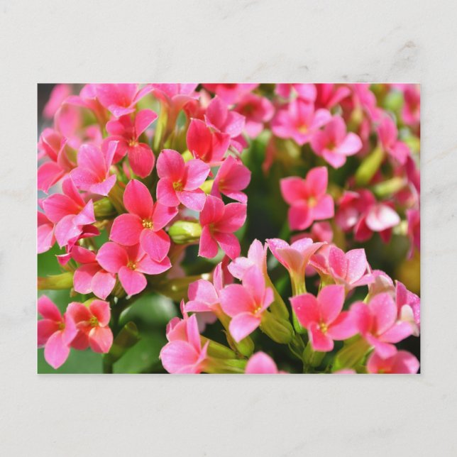 Cartão Postal Kalanchoes cor-de-rosa (Frente)