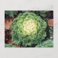 Kale Ornamental