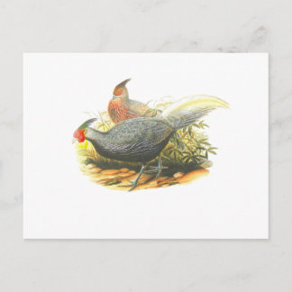 Cartão Postal Kalij Pheasant