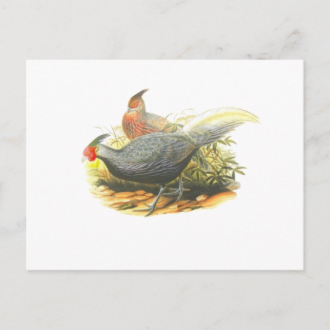 Cartão Postal Kalij Pheasant (Frente)