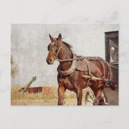 Cartão Postal Kalona, Iowa Amish Horse and Buggy