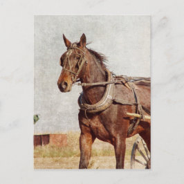 Cartão Postal Kalona, Iowa Amish Horse e Buggy