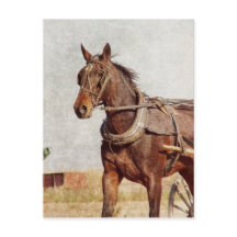 Kalona, Iowa Amish Horse e Buggy