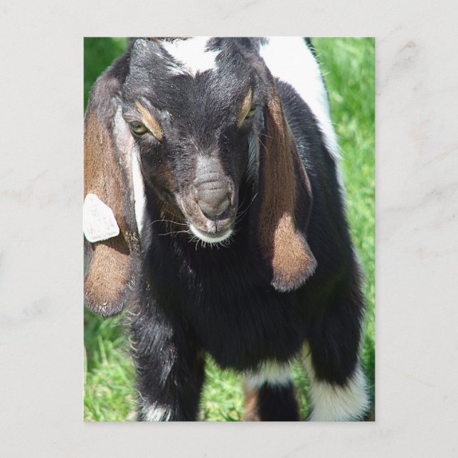 Cartão Postal Kalvin (Frente)