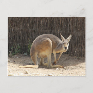 Cartão Postal Kanga