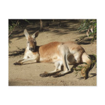 Cartão postal Kangaroo