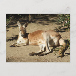 Cartão postal Kangaroo