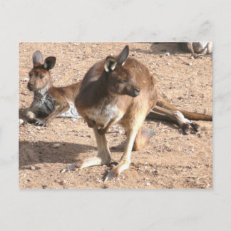 Cartão postal Kangaroo