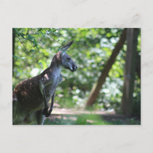 Cartão postal Kangaroo