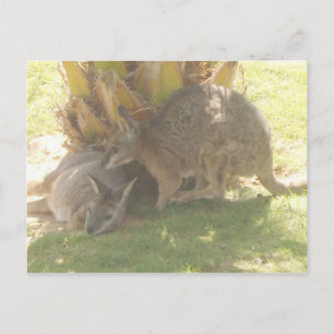 Cartão Postal Kangaroo