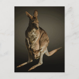 Cartão Postal Kangaroo