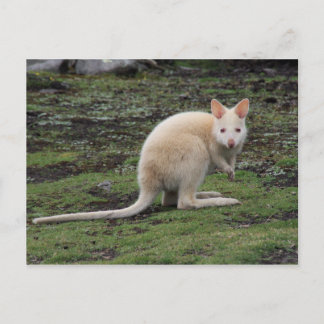 Cartão Postal Kangaroo Branco