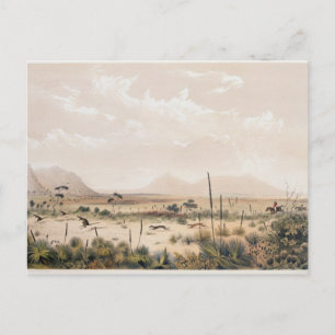 Cartão Postal Kangaroo Hunt