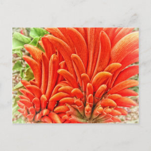Cartão Postal Kangaroo Paw