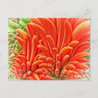 Cartão Postal Kangaroo Paw