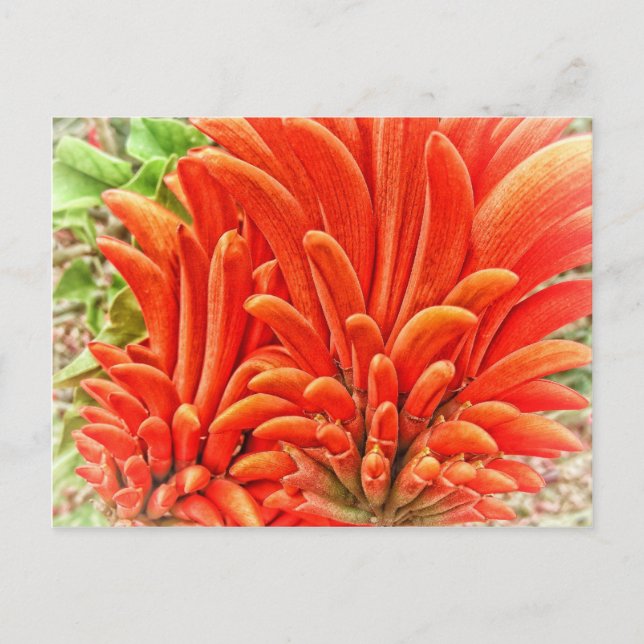 Cartão Postal Kangaroo Paw (Frente)