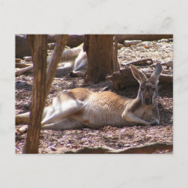 Cartão Postal Kangaroo Picnic