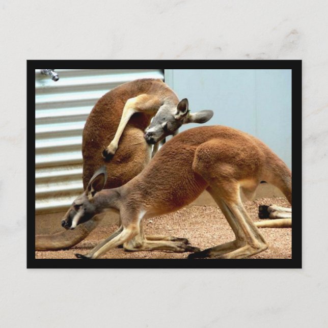 Cartão Postal Kangaroos (Frente)