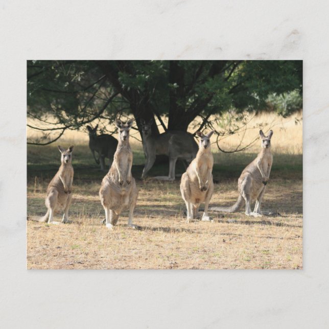 Cartão Postal Kangaroos em uma linha (Frente)