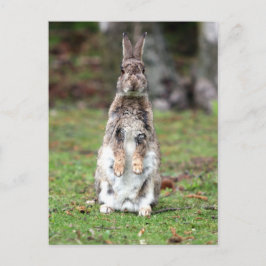 Cartão Postal Kaninchen