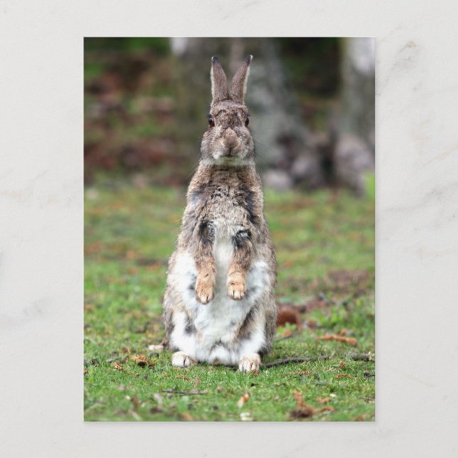 Cartão Postal Kaninchen (Frente)