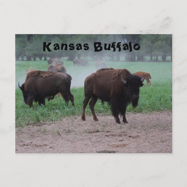 Cartão Postal Kansas Buffalo POSTA CARD (Frente)