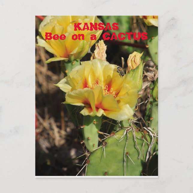 Cartão Postal Kansas Cactus com uma abelha (Frente)