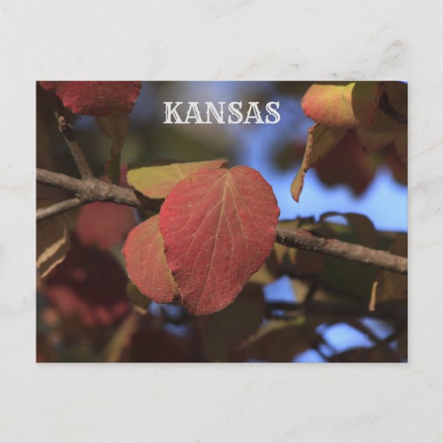 Cartão Postal Kansas Fall Lices (Frente)