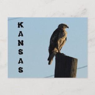 Cartão Postal Kansas Hawk em uma Posta de polo.