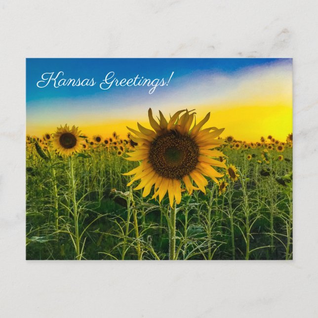 Cartão Postal Kansas Saudações Sunflower Field (Frente)