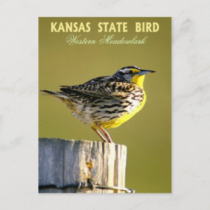 Cartão Postal Kansas State Bird - West Meadowlark