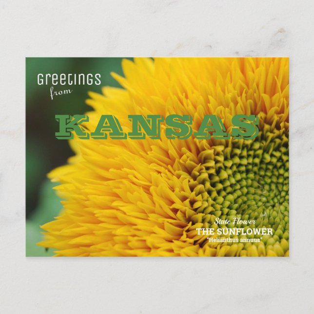 Cartão Postal Kansas Sunflower Saudações (Frente)