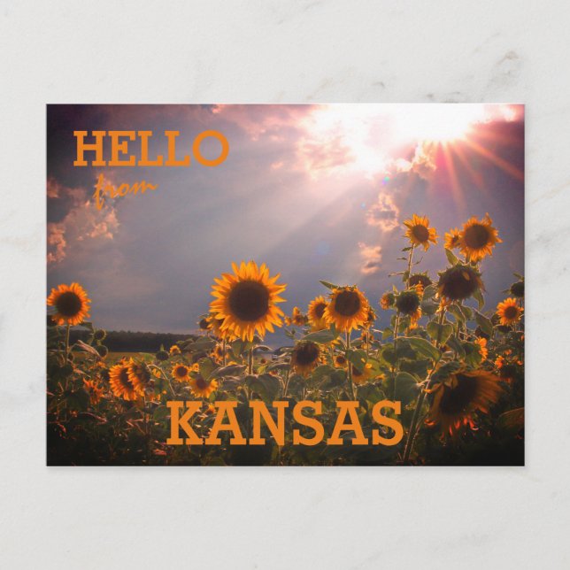 Cartão Postal Kansas Sunflower Saudações (Frente)
