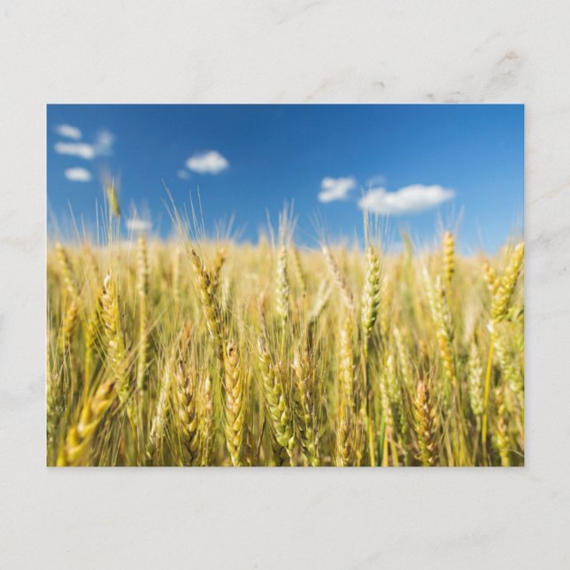 Cartão Postal Kansas Wheat (Frente)
