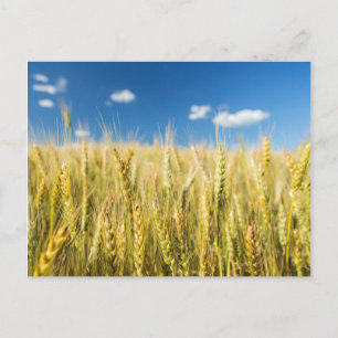 Cartão Postal Kansas Wheat